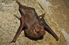 Balantiopteryx plicata