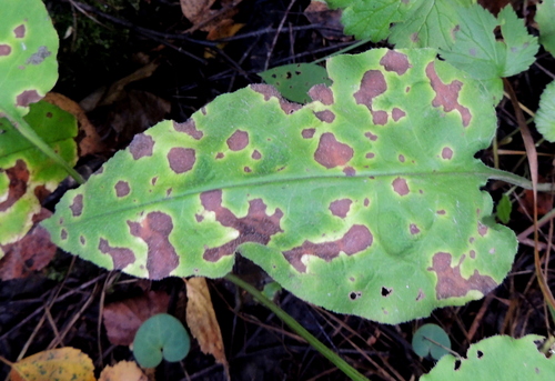 Ramularia cylindroides observed 2025-08-11