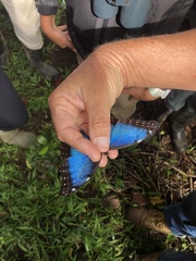 Morpho helenor narcissus
