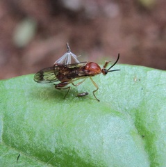 Canthyloscelis antennata
