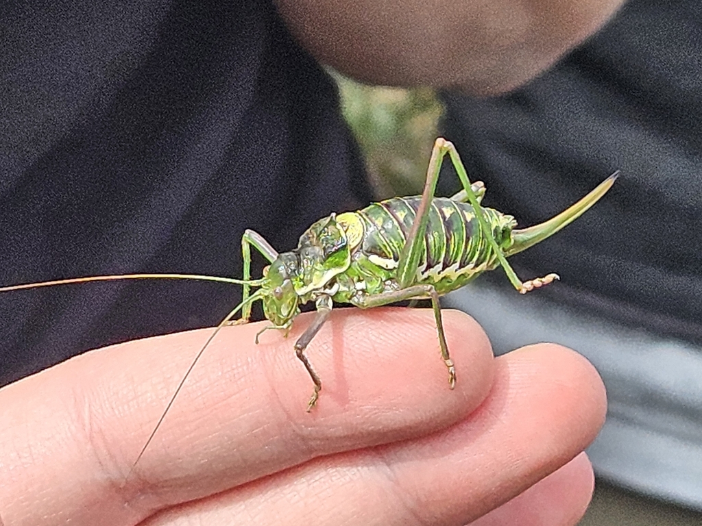Perez's Saddle Bush-cricket