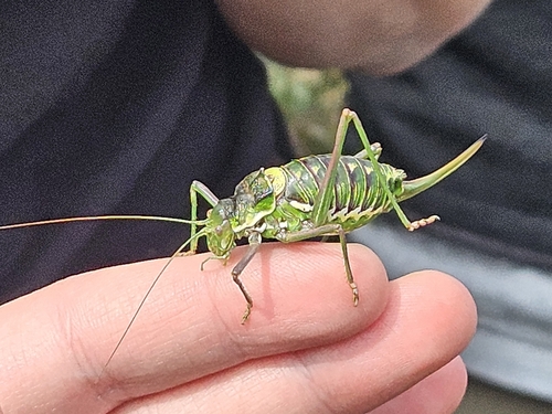 Perez's Saddle Bush-cricket