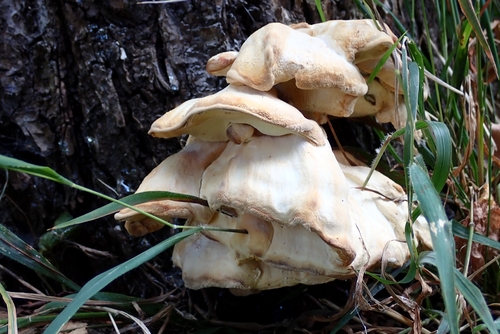 Giant Polypore
