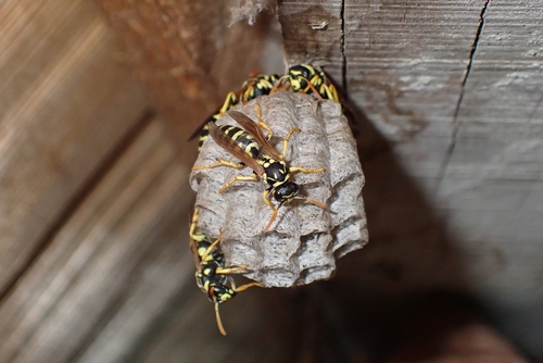 European Paper Wasp