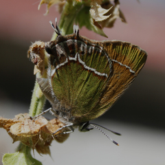 Callophrys xami xami