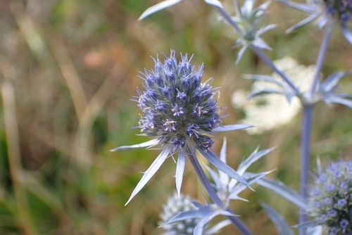 Blue Eryngo