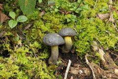Retiboletus flavoniger