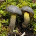 Retiboletus flavoniger - Photo (c) Alan Rockefeller, some rights reserved (CC BY), uploaded by Alan Rockefeller