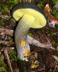 Retiboletus flavoniger