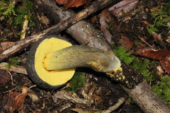 Retiboletus flavoniger