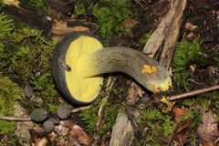Retiboletus flavoniger
