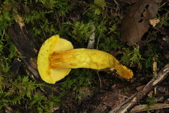 Retiboletus flavoniger