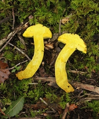 Retiboletus flavoniger