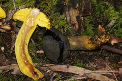 Retiboletus flavoniger