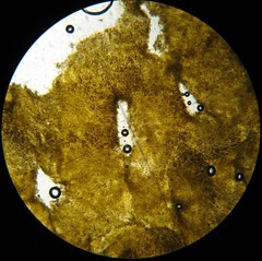 Retiboletus flavoniger