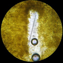 Retiboletus flavoniger