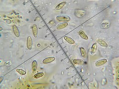 Retiboletus flavoniger