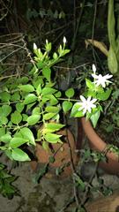 Jasminum polyanthum