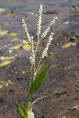Persicaria attenuata