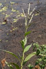 Persicaria attenuata