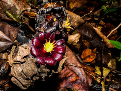 Bdallophytum americanum