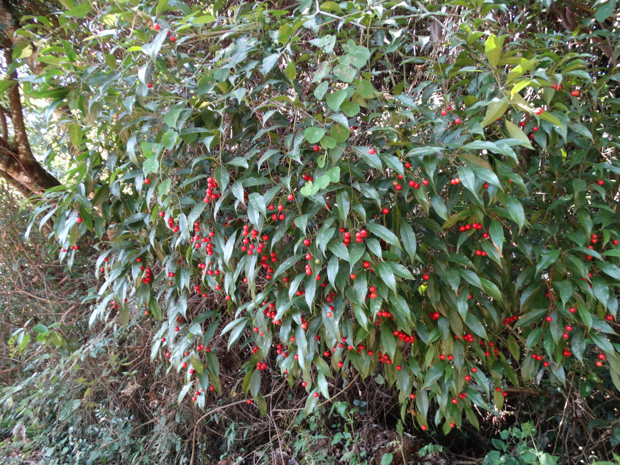 Blepharocalyx salicifolius