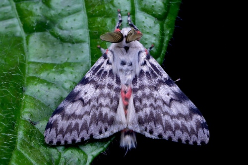 Lymantria loacana