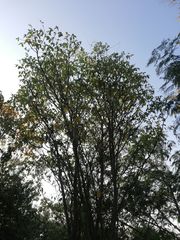 Amphipterygium glaucum