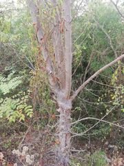 Amphipterygium glaucum