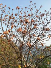 Amphipterygium glaucum