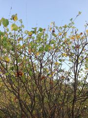 Amphipterygium glaucum