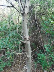 Amphipterygium glaucum