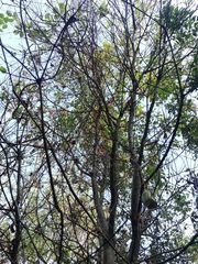 Amphipterygium glaucum