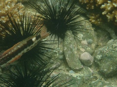 Serranus psittacinus