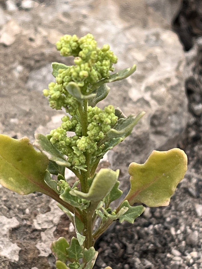 St. Helena goosefoot