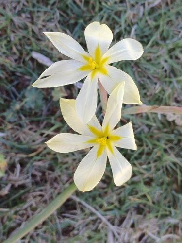Cape Tulip (Moraea collina)