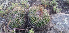 Echinofossulocactus pentacanthus