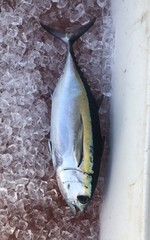 Thunnus atlanticus