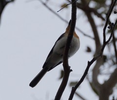 Myiagra cyanoleuca