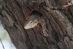 Varanus bengalensis