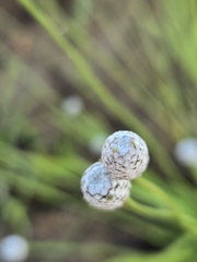 Eriocaulon sexangulare, photograph (c) jimmy, some rights reserved (CC BY)