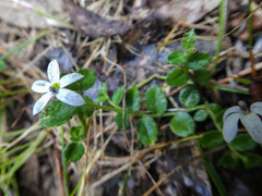 Lobelia pedunculata