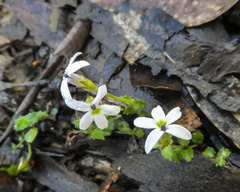 Lobelia pedunculata