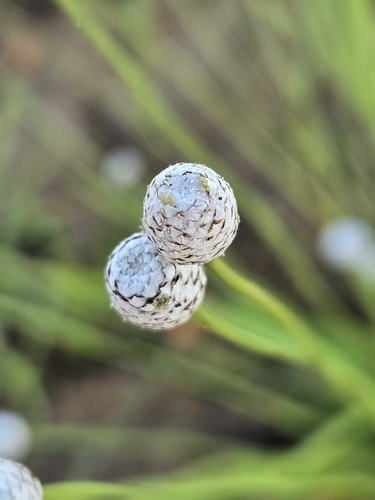 Eriocaulon sexangulare, photograph 2