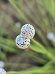 Eriocaulon sexangulare, photograph (c) jimmy, some rights reserved (CC BY)