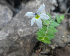Lobelia pedunculata