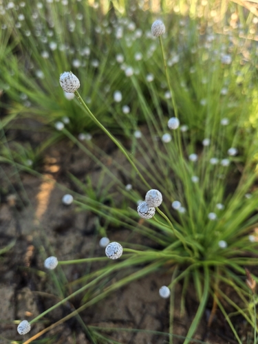 Eriocaulon sexangulare, photograph 3