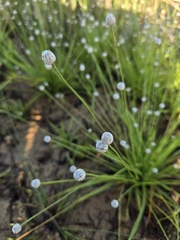 Eriocaulon sexangulare, photograph (c) jimmy, some rights reserved (CC BY)