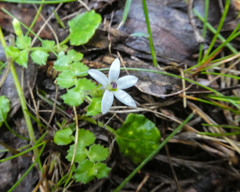 Lobelia pedunculata