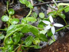 Lobelia pedunculata